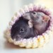 small rat hamster gerbil bed
