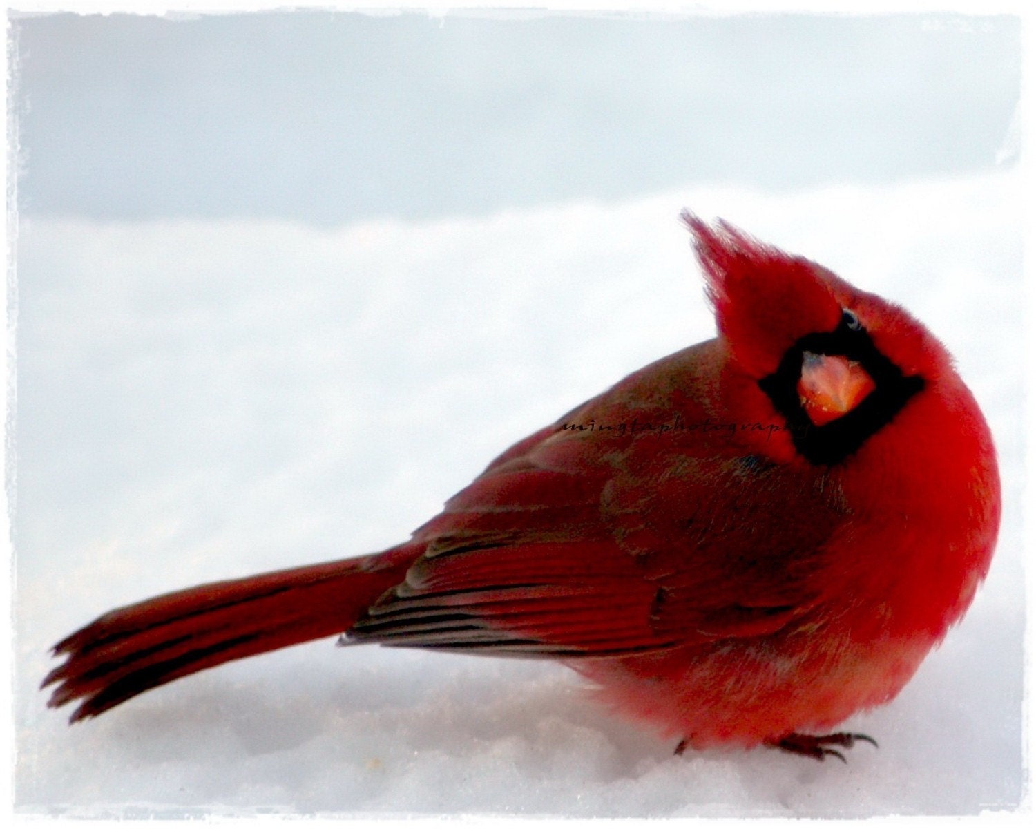Yes  Dear -Ruby red and snow white nursery Cardinal red and snow white Christmas coclor red ruby Male Cardinal In Snow Fine Art Print 8x10 - mingtaphotography