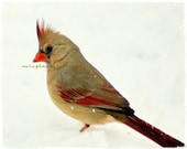 What - Original Female Cardinal In Snow Winter beauty Snow Snowing Cardinal in snow Red in white Cardinal red and white Fine Art Print 4x6 - mingtaphotography