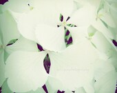 Hydrangea Hortensia - creamy nursery girly winter wall decor black and white white flower gift for her christmas gift idea Fine Print 8x8