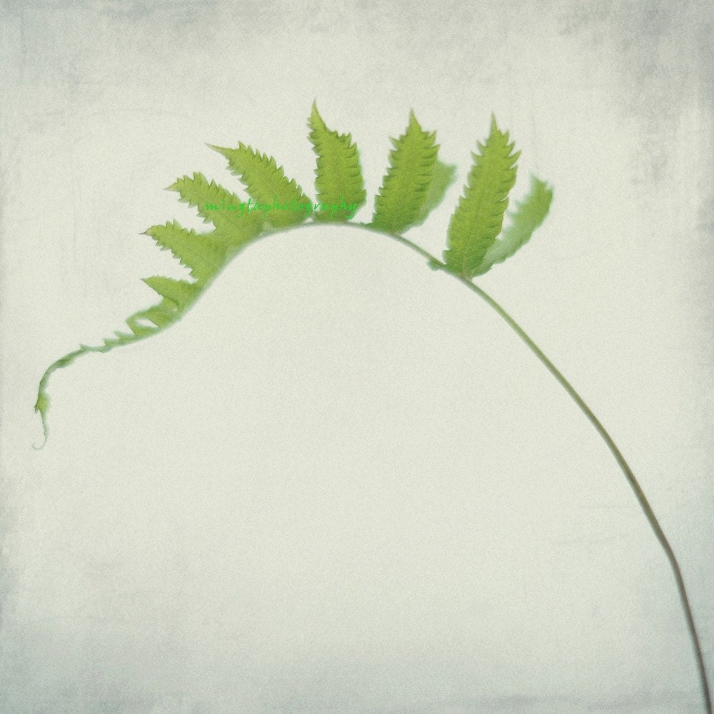 Spring Fern 2 - green fern feather nursery art natural green spores spring decoration beach house decor Fine Art Print 8x8