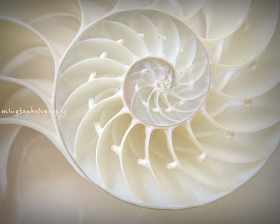 Ocean Dreaming - Nautilus Shell treasury Beach lover Valentines day gift for BF GF beach house decor Fine Art Print 20x30 - Limited 3/50