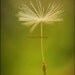 Riding On The Wings Of Dreams - Dandelion Seeds nursery art Blowing in the wind Make a wish Flying Fly with me Original Fine Art Print 8x10