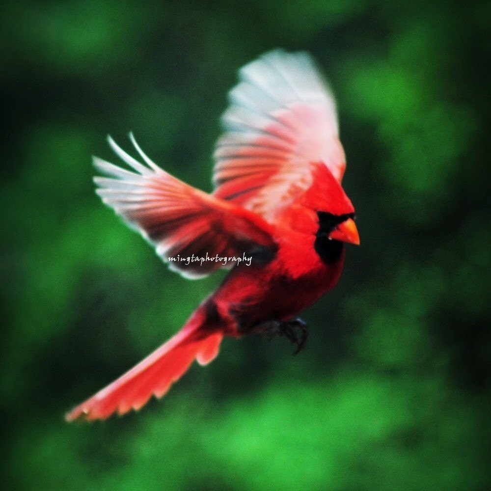 Cardinal Flying