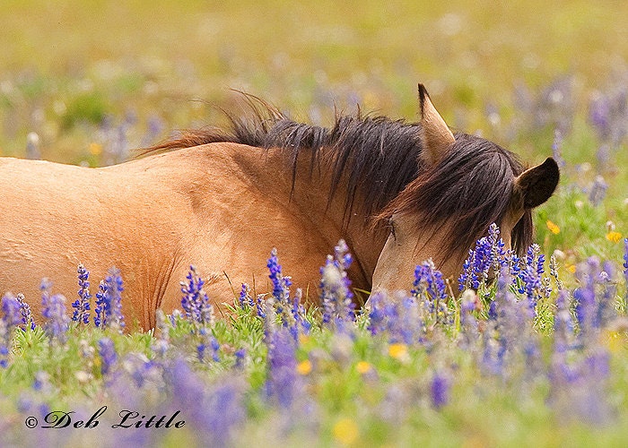 jewel wild horses