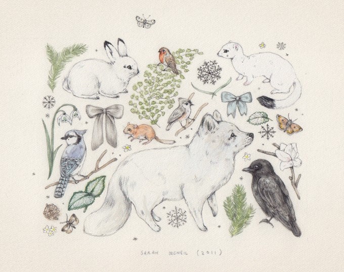 Fox and Fir