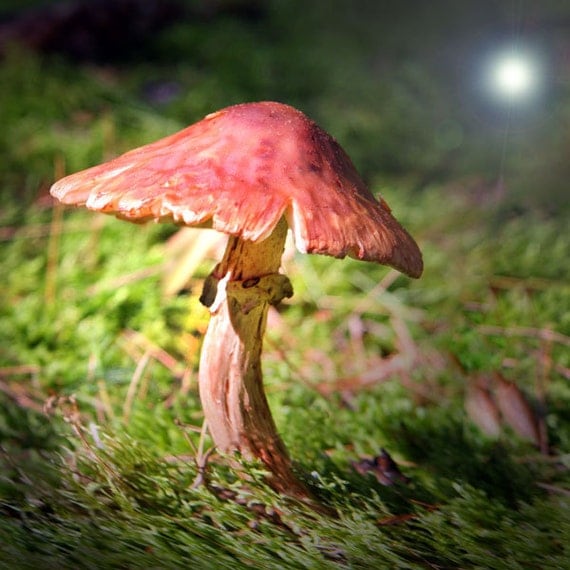 Nature Photography, Surreal Photograph, Magic Mushroom Photograph nature photography toadstool Alice in Wonderland Spring Party