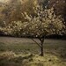 Apple Tree photograph in Orchard  Fine Art Photography Vintage Style Print