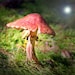 Nature Photography, Surreal Photograph, Magic Mushroom Photograph nature photography toadstool Alice in Wonderland Spring Party