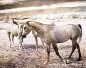 Horse Photos - Dreamy Surreal Horses Pastel Photograph - Pink and Sepia Tones - Fine Art Horses Photography 8" x 12"