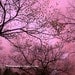 Nature Photography, Dreamy Surreal Pink Trees, Whimsical Pink Nature Wall Art, Fantasy Nature Photo, Fine Art Photo 9" x 12"