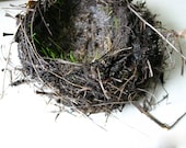 Sprouting Nest - Photography Print - CaptainCat