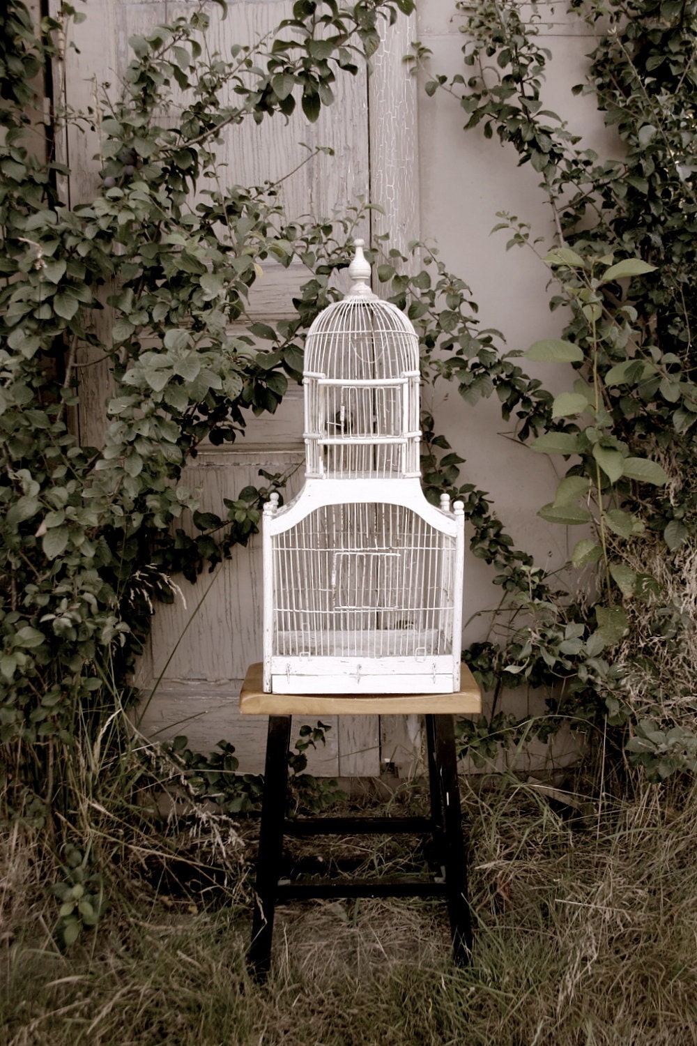 Birdcage Photography