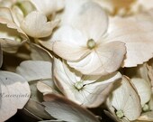 Sepia Hydrangea Blossom 2 - Fine Art Photography Print - Sepia Garden Photography Home Decor Wall Art for Home or Office