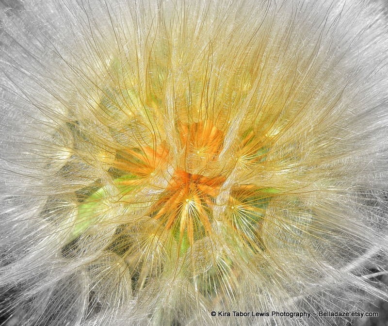 Dandy Wishes - Kira Tabor Lewis photography art print