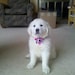 Pink Dog Collar Flower Set - Farmer's Market