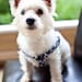 Step-In Dog Harness, Leash and Flower Set....Size Medium.........Your Choice of Any Style in the Shop