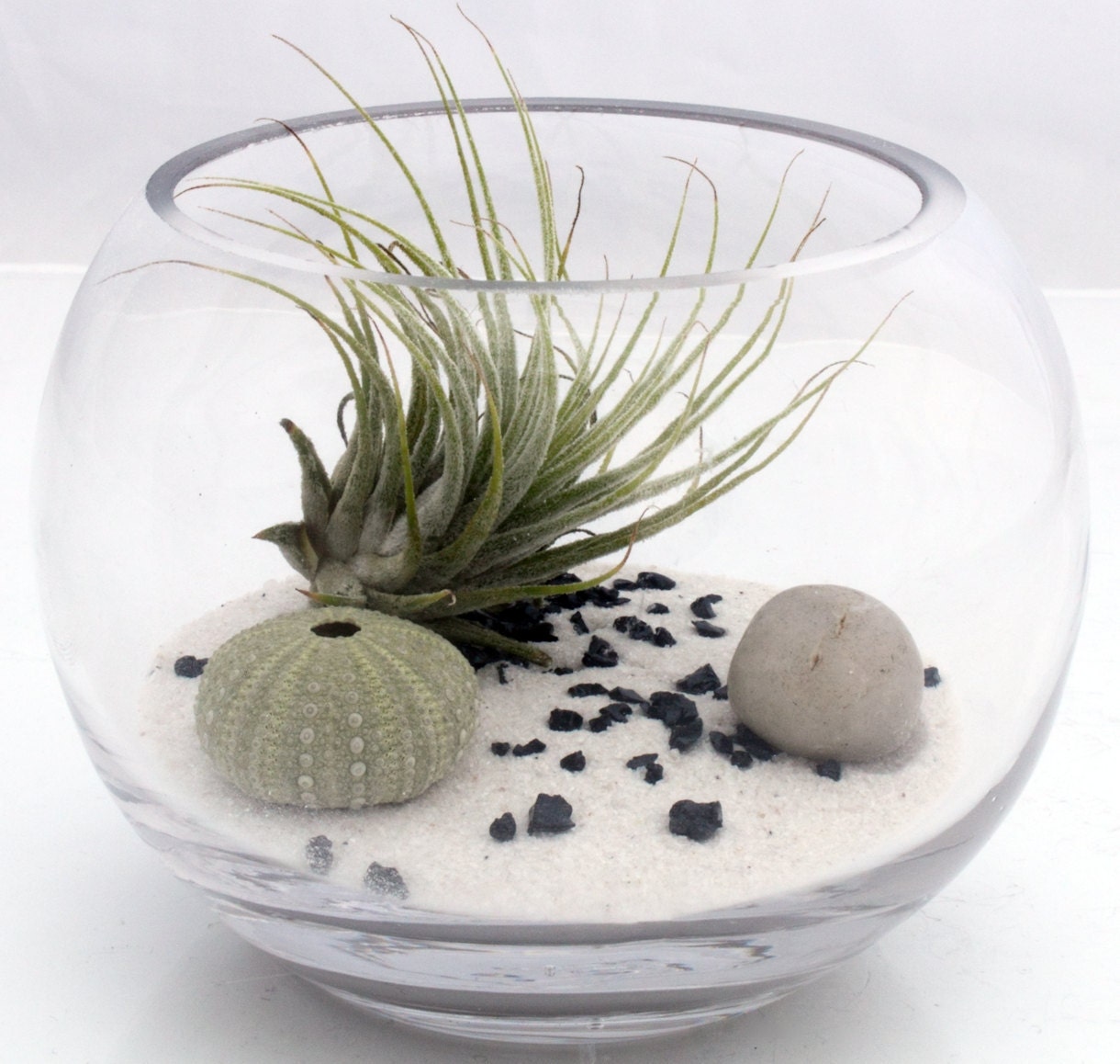 Air plant zen garden terrarium kit with Tillandsia Ionantha, white sand, sea urchin and polished pebble- fish bowl style desktop terrarium