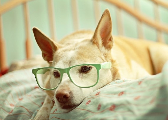 In Deep Thought - 5x7 Fine Art Photography Print - dog puppy pet portrait glasses mint green pastel cute home decor photograph