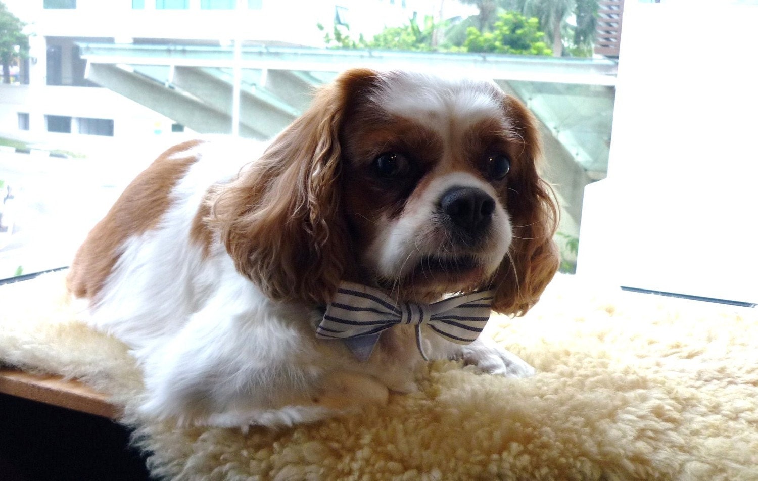 Medium / Small Dog Collar with Dog Bow Tie and Neck Tie - White and Blue Nautical Stripes