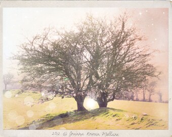 THE FAIRY TREE, Ethereal Photography, Surreal, Nature, Woodland Photo, Soft Pink, Celtic,Nature Photo, 8.5x11, Fine Art Photography