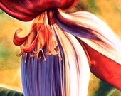 Giclee print Banana Flower
