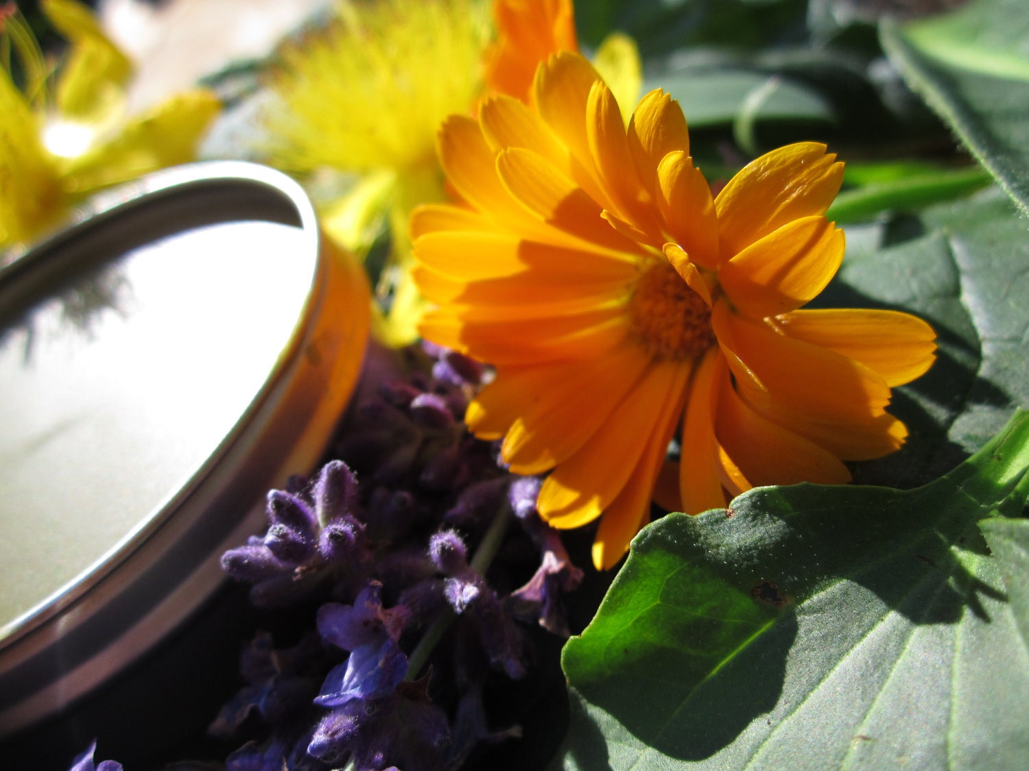 Herbal Salve- Magical Healing Salve- with Calendula, Comfrey, Tea Tree, Lavender.....