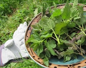 Organic Nettle Seeds- Organic Nettles- Green Superfood- Rich in Vitamins