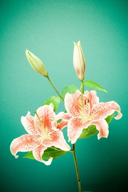 Lily - Fine Art Photo on 6x9 Bamboo Panel