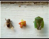 Large print, The Three Legged Bee, The Flower And Me - fine art photography print 12 x 14 specimen print - installation