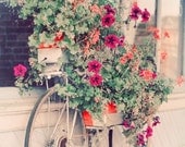 Shabby Chic Photography - Bicycle Garden 8x10 Print - pastel pink summer cottage flowers