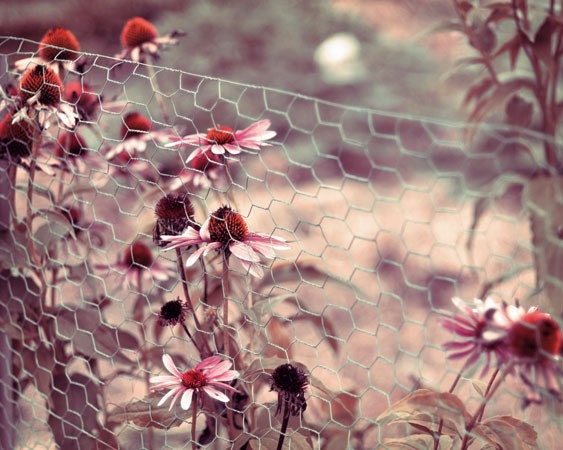 Wildflowers Photograph, Wild Summer Flowers, 8x10 Print, Purple, Maroon, Violet, Burgundy, Shabby Chic, Cottage Decor, Rustic Fence