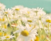 Garden Daisies Photograph - Shabby Chic Nature Photography 9x9 - yellow white teal flower print