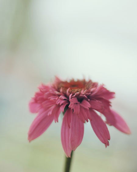 Nature Photography - Morning Has Broken 8x12 print - soft dreamy spring pink icy pale blue thoughtful photograph