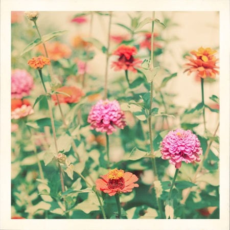 Flower Garden Print  C'mon Get Happy 5x5 Photograph - retro pink orange photograph