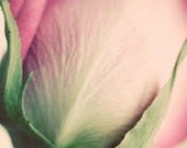 Pink Rose Photograph 8x10 macro photography - quiet elegant soft romantic flower print fine art nursery decor