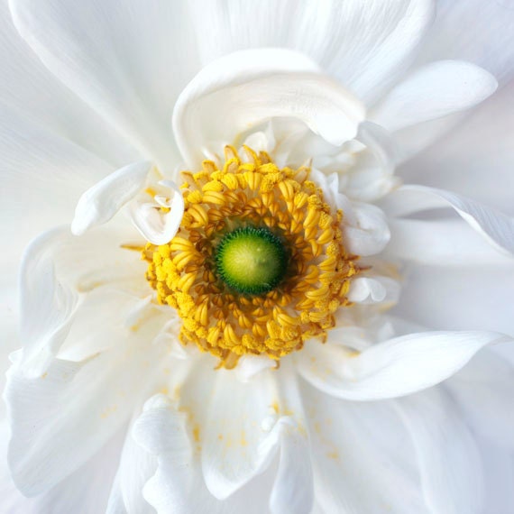 Flower Photograph 5x5 macro photo - Sunny Day - vibrant yellow white nature photography romantic flower print fine art home decor