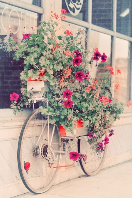Shabby Chic Photograph - Bicycle Garden 4x6 Print - pastel pink summer cottage flowers Gift for Her under 5