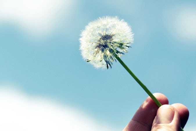 Dandelion Photograph, Make A Wish, 4x6 Print, Nature Photography, Blue Sky, Shabby Chic Decor