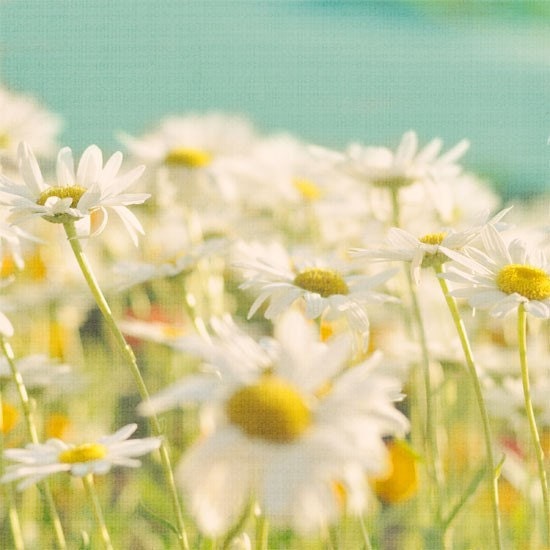 Garden Daisies Photograph - Shabby Chic Nature Photography 9x9 - yellow white teal flower print