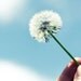 Dandelion Photograph, Make A Wish, 4x6 Print, Nature Photography, Blue Sky, Shabby Chic Decor