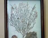 Shadow Box with Sea Fan