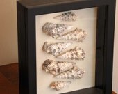 Black Shadow Box with Shells