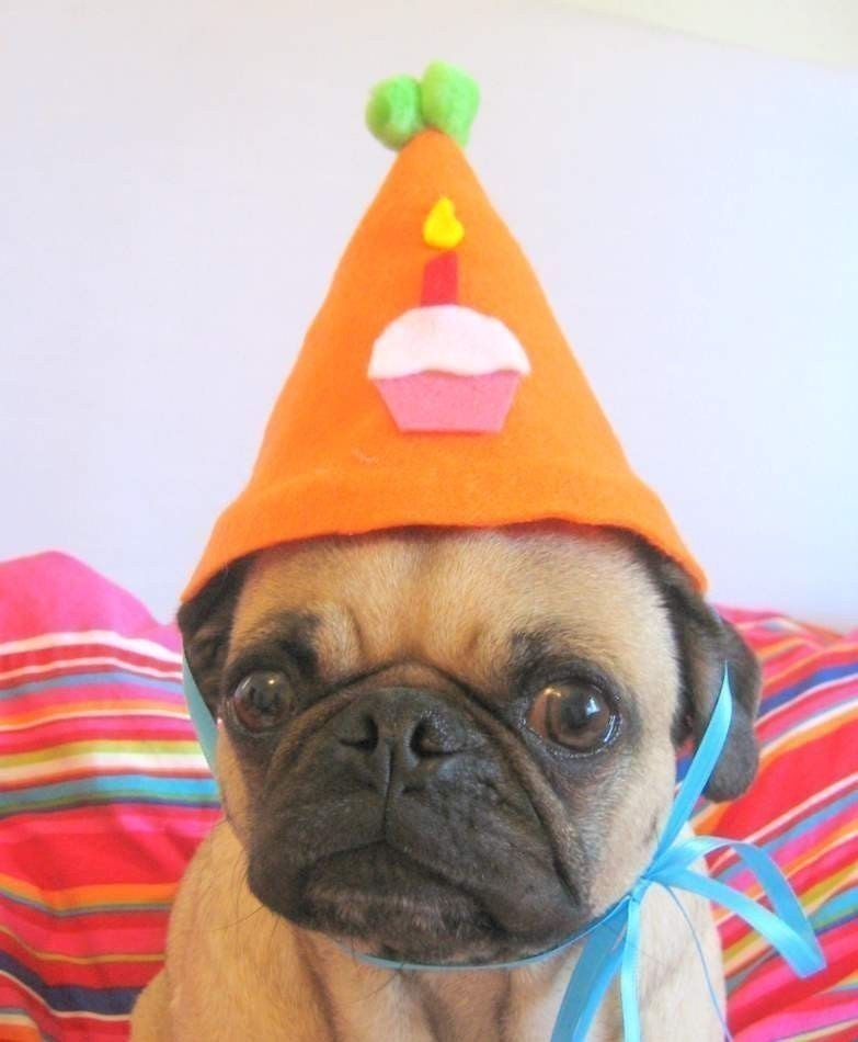 Happy Birthday Pet Hat that fits all sizes