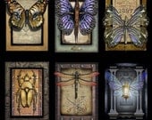 Crypto-Entomology  - Note Card Set by Brian Giberson
