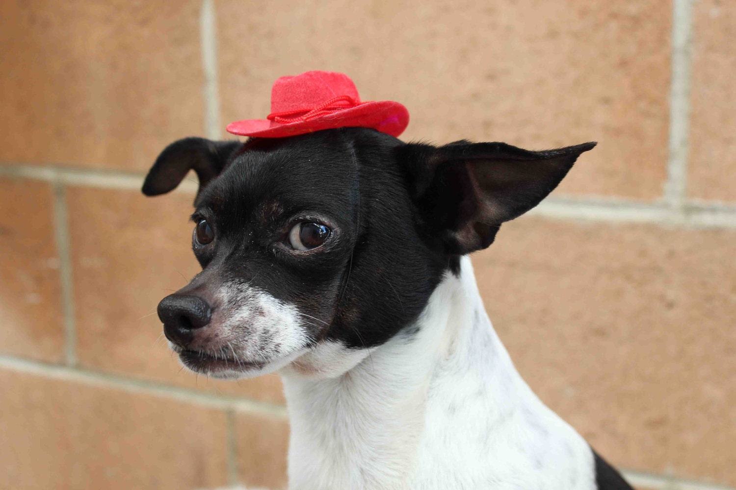 Cowboy mini  hat for dog or cat