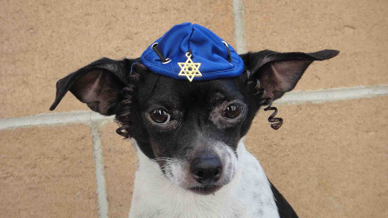 Hanukkah hat for dog or cat