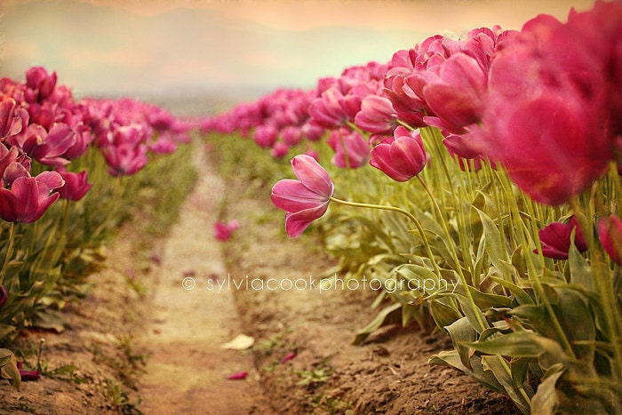 Shabby chic home decor, "The standout" pink tulips, landscape, nature, flowers, field, row, spring