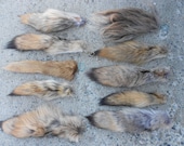 One Natural Coyote Tail Keychain or Costume Tail  With Clip - Real Fur