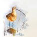 Shore Bird Art - Watercolor Painting Print, Curlew Water Bird, Nature, Mustard Yellow - Men Women - Den Dorm Apartment 11 x 14 Under 30